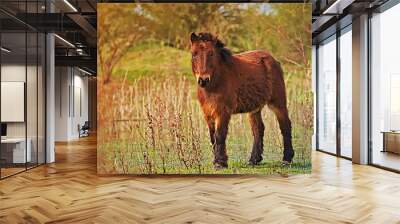 horse in argentina Wall mural