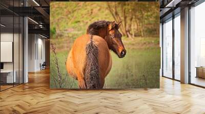 horse in argentina Wall mural