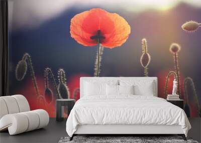 Poppy flower on a field in summer  Wall mural