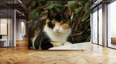 Portrait of a cat in the garden Wall mural