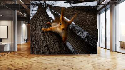 squirrel on a tree Wall mural