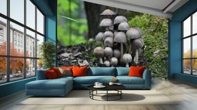 Coprinus Micaceus Mushrooms Summer in Alaska 2 Wall mural