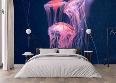 glowing jellyfish chrysaora pacifica underwater Wall mural