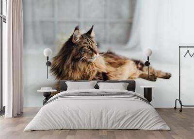 Maine Coon cat on white background Wall mural