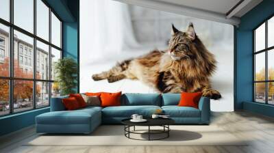 Maine Coon cat on white background Wall mural