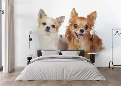 two chihuahua   dogs lying down on white background Wall mural