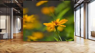 Sunny rudbecia in summer 2 Wall mural