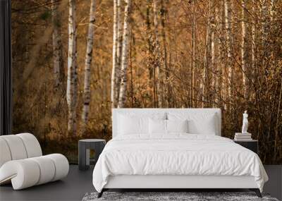 Autumn birch forest, forest on the eve of winter, trees without leaves, fallen leaves from trees. Wall mural