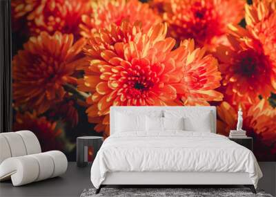 Red beautiful chrysanthemum in summer garden in countryside on flowerbed. Wall mural