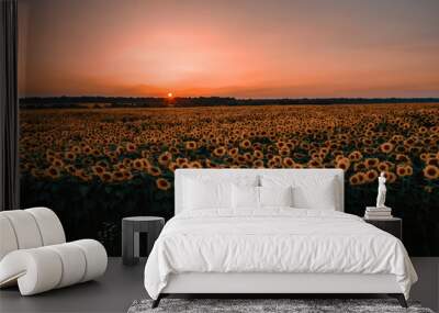 Sunflower field on sunset, Beautiful nature landscape panorama. Wall mural