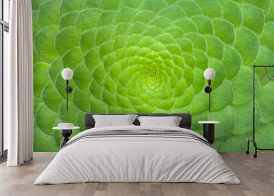 Symmetric green background of cactus succulent plants, close-up. Wall mural