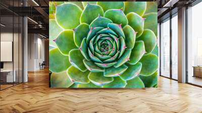 Common Houseleek plant, sempervivum tectorum Wall mural