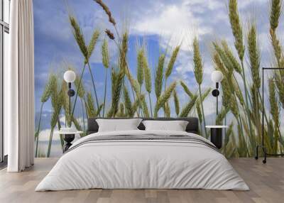 wheat field Wall mural