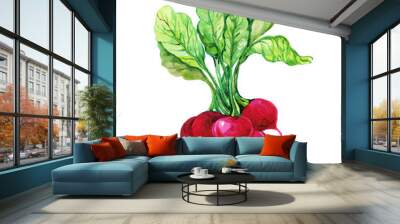 radish watercolor on an isolated white background Wall mural