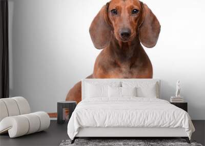 Dachshund Dog isolated over white background Wall mural