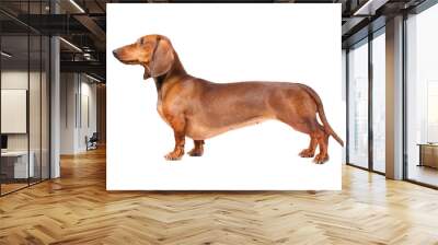 Dachshund Dog isolated over white background Wall mural