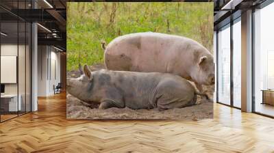 two pigs laying in a dust Wall mural