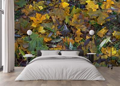 autumn leaves on green background Wall mural