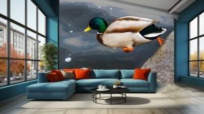 duck on the water Wall mural