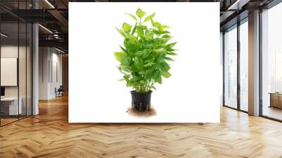 Basil in a pot isolated on white background. Wall mural