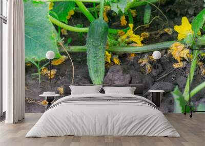 Cucumber grows in the ground, on the vine Wall mural