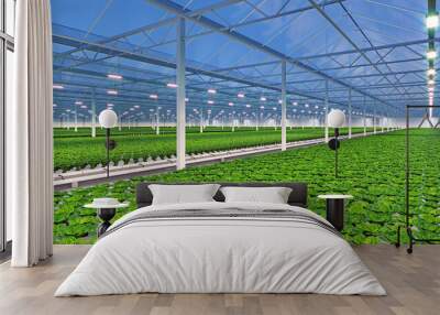 Industrial greenhouse interior. Hydroponic indoor vegetable plant factory. Green salad farm. Concrete floor. 3D render Wall mural