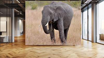 elephant in kenya Wall mural