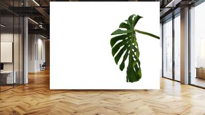 Green plant monstera on white background. Wall mural