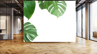 Green plant monstera on white background. Wall mural