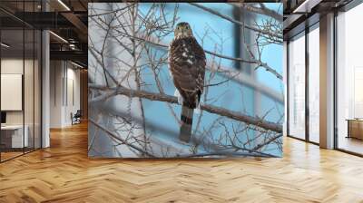 red tailed hawk Wall mural