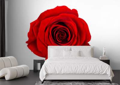 rose isolated from background, top view, for design Wall mural