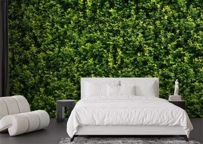 Seamless tileable texture - green wall hedge foliage 01 Wall mural