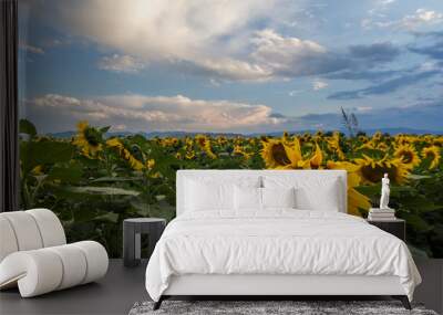 Sunflower field with blue sky Wall mural