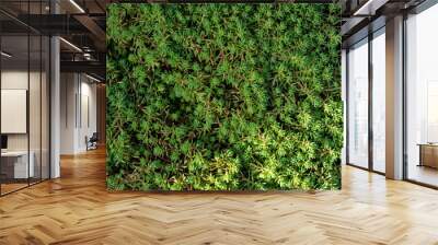 Green background of spanish stonecrop Wall mural