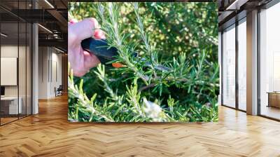 Organically grown rosemary twig being cut Wall mural