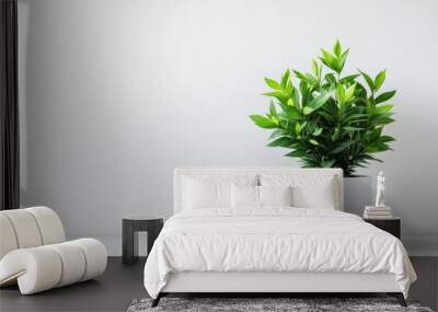 A lush green plant in a minimalist white pot with a bright, clean backdrop, highlighting freshness and modern style Wall mural