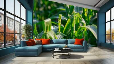 Corn leaf damage by insect and pest, Wall mural