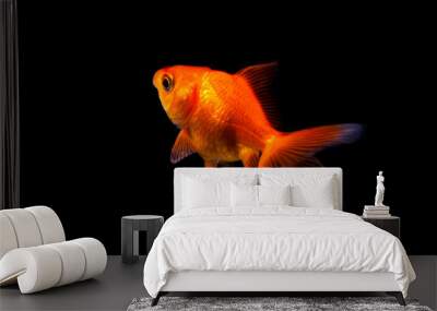 Goldfish in black background Wall mural