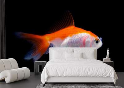 Goldfish in black background Wall mural