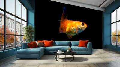 Goldfish in black background Wall mural