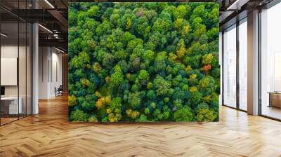 Aerial view of autumn trees. Colorful trees from above. Wall mural