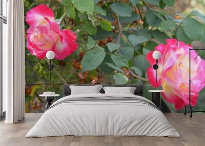 pink rose bush Wall mural