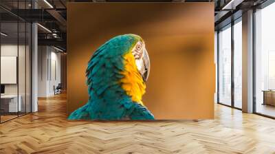 Blue-and-yellow macaw  (Ara ararauna) bird face from behind close-up shot. Wall mural