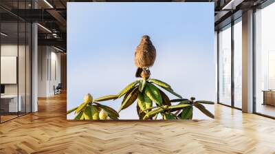 Pied bushchat female sitting on top of azalea leaves on horton plains. Wall mural