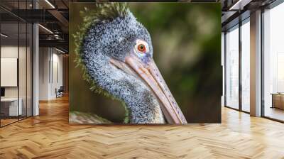 Portrait of a spot-billed pelican, Gray pelican's head with vibrant orange eye close up against a natural soft background. Wall mural