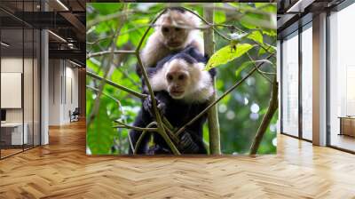 two monkeys sitting on each other and looking Wall mural