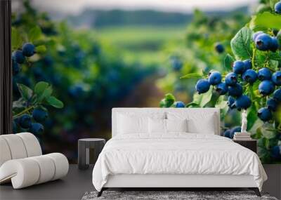 A close-up view of ripe blueberries growing on bushes in rows, showcasing the vibrant blue color and lush green foliage. The image captures the beauty and bounty of a blueberry farm during harvest sea Wall mural