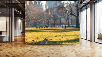 Squirrel in Central Park with Cityscape - A squirrel sits in the grass in a park with tall buildings in the background. - A squirrel sits in the grass in a park with tall buildings in the background. Wall mural