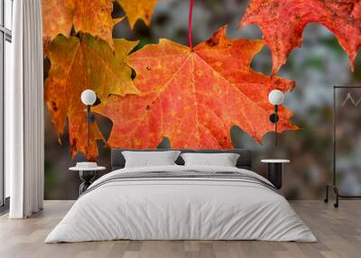 autumn red maple leaf Wall mural