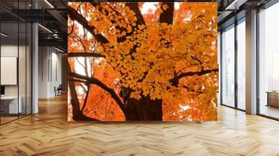 beautiful golden fall foliage  in a maple tree near gettysburg, pennsylvania Wall mural